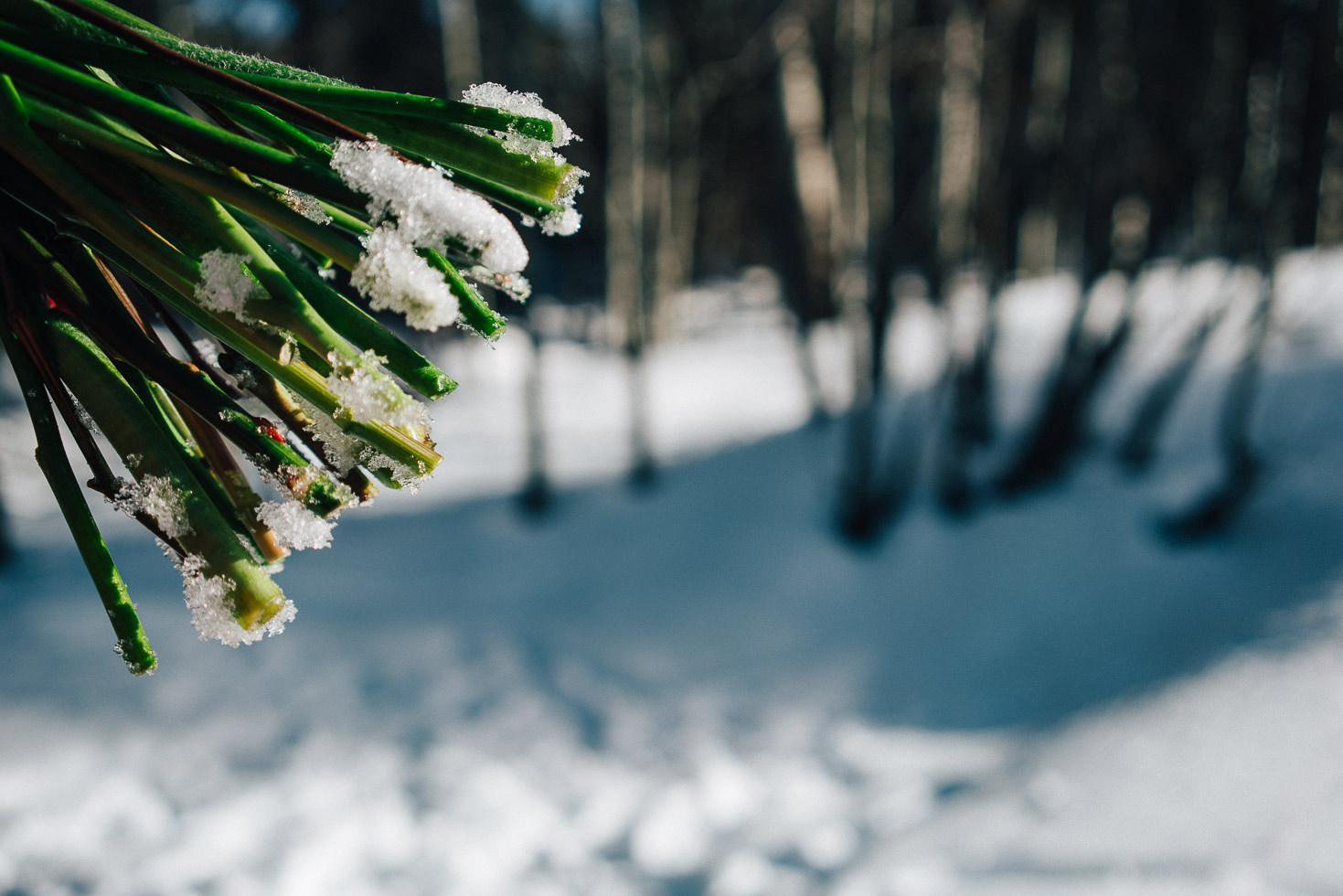 RussLevi_LindsayNickolai30